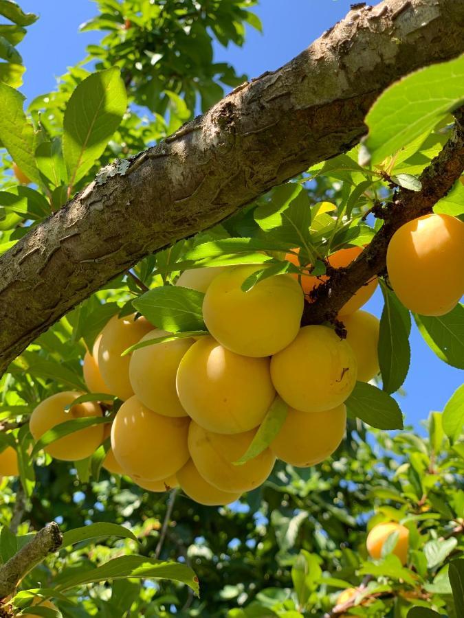 Quinta Dos Girassois Fz Daire Ferreira do Zêzere Dış mekan fotoğraf